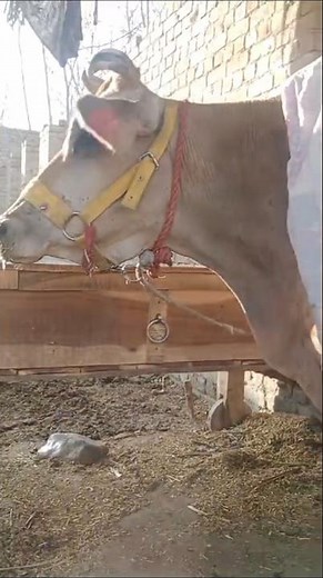 How To Do Artificial Insemination In Cowstep-By-Step Explained | Prof GNP