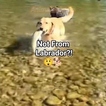 The Secret Origin of the Labrador Retriever 🐕✨