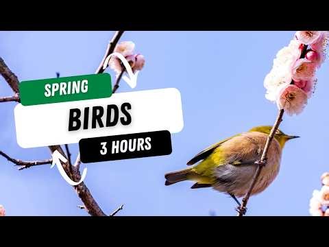 Spring Birds Singing 🌿 Relaxing Nature Sounds in Forest (3 Hours)