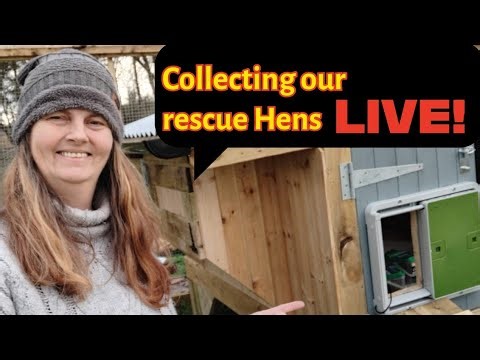 Collecting our Rescue Hens as it happens LIVE!