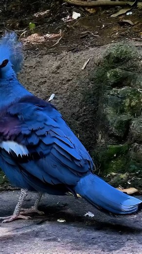 289 reactions | The western crowned pigeon, also known as the common crowned pigeon or blue crowned pigeon, is a large, blue-grey pigeon with blue lacy crests over the head and dark blue mask feathers around its eyes. Both sexes are almost similar but males are often larger than females. It is on average 70 cm long and weighs 2.1 kg. #enkajisafaris | Enkaji safaris | Facebook