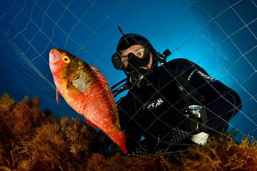 Ask Dr. Pauly: How do gillnets work? | Oceana