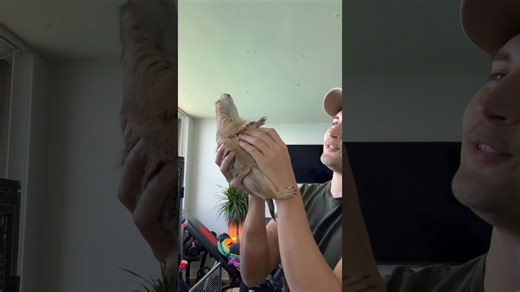 Explaining why prairie dogs make wahoo or jump-yip sounds