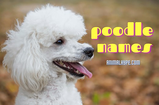 347 Adorable Poodle Names for Your Fluffy Buddy - Animal Hype