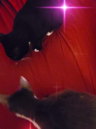They love their bedtime treats, it's the only time Luna will eat a couple.