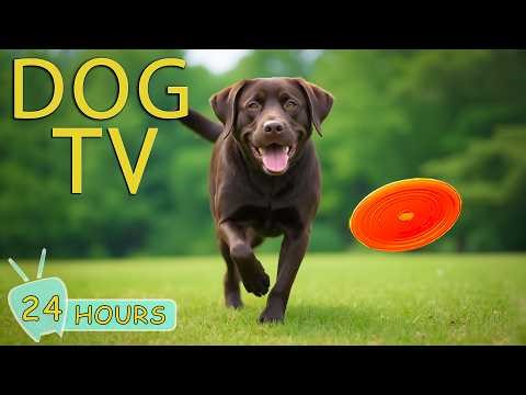 DOG TV 24 Hours : Best Video Anti Anxiety for Dog to Watch When Home Alone - No-Stress Music for Dog