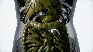 detailed human digestive system anatomy