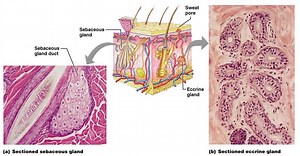 integumentary