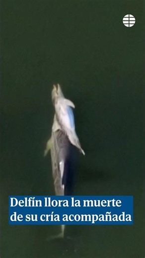 Un delfín llora la muerte de su cría mientras la manada la escolta