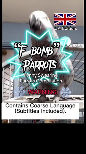 Funny Swearing Parrots Compilation - The F bomb UK edit #funny #funnyparrots #swearingparrot