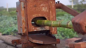 How do they make Jaggery or Gudd. Watch to find out more abouts its amazing process. | Street Food And Travel TV India