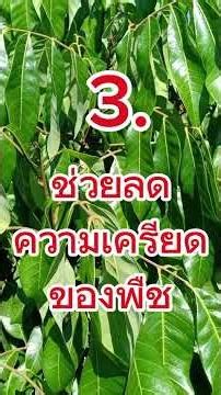 ‼️ทำไมต้องเตรีย​มต้นเตรียม​ใบสะสมอาหารลำไยก่อนทำสาร⁉️