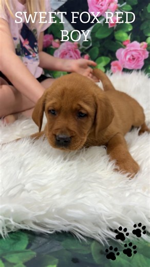 Meet our playful fox red boy! This sweet fox red boy is just turning 8 weeks old and ready for fun! 🦊 His playful spirit and loving nature are sure to bring joy to any home. Who's ready to welcome this little bundle of energy into their family? #FoxRedPuppy #PuppyLove #AdoptDontShop | Sterling Labradors