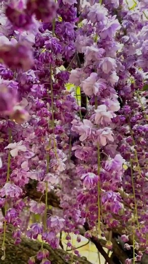 ✨ Mesmerizing Wisteria Flowers 💜 Happiness in Every Blossom #flowers #shorts