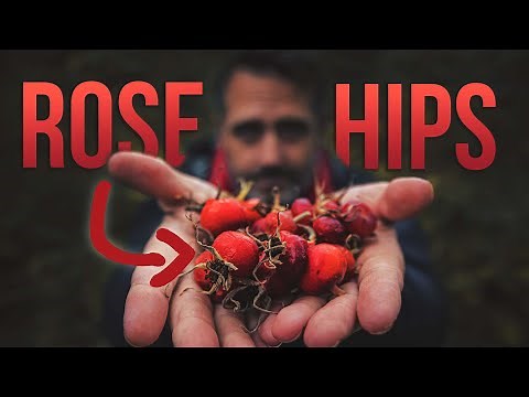 Rose Hips are AMAZING - Itchy-Powder, Medicine, and A Cure for Scurvy...