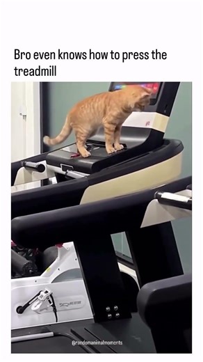 Cat Working Out at the Gym