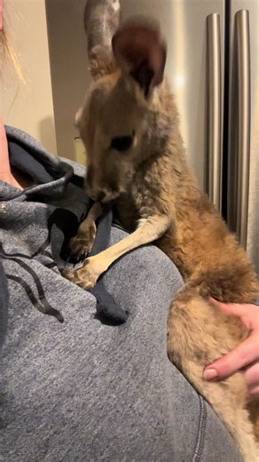 Dougie… still the biggest sook! #KangarooSanctuarySA #RescueKangaroo #KangarooJoey #WildlifeRescue #DougieTheKangaroo
