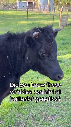 She turned around just to show off that butterfat potential 👀🥛