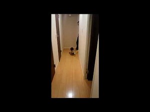 パパが帰宅すると猛烈な勢いでハイハイで近づいてくる赤ちゃん