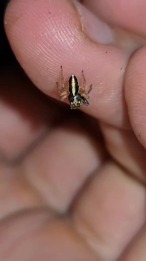 #insects #fourmis #ants #antkeeping #usa🇺🇸