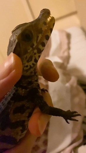 Handle a Lizard Safely: Tips for Reptile Enthusiasts