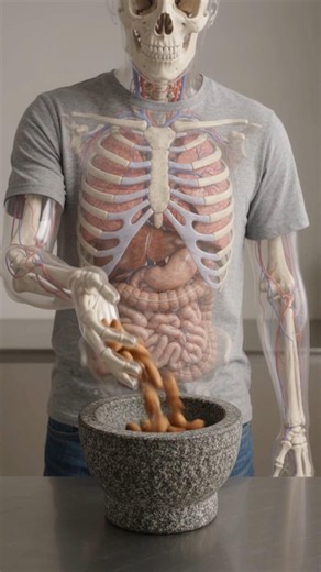 What Happens Inside Your Body After Drinking Almond Milk?🥛🌰3D Anatomy Animation #almondmilk #shorts