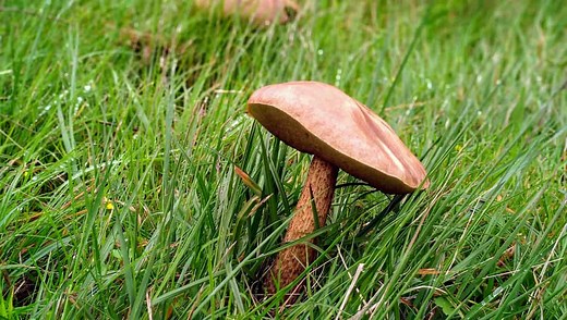 Killing Mushrooms with Baking Soda in 5 Easy Steps
