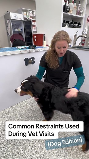 Family Friends Vet on TikTok