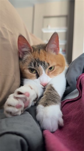 29K views · 2K reactions | Your order of biscuits is coming right up  #catvideo #calicocat #calico #cutecat #cute #cat #cerebellarhypoplasiacat #wobblycat #catsoffacebook | Adathecalicocat | Facebook