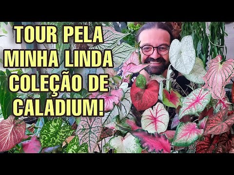 TOUR OF MY CALADIUM COLLECTION - Tinhorão - Rare Plants - Garden - How to Grow
