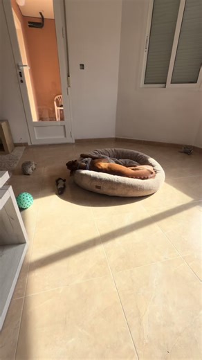 Revisando el cuerpo de Neca en busca de garrapatas