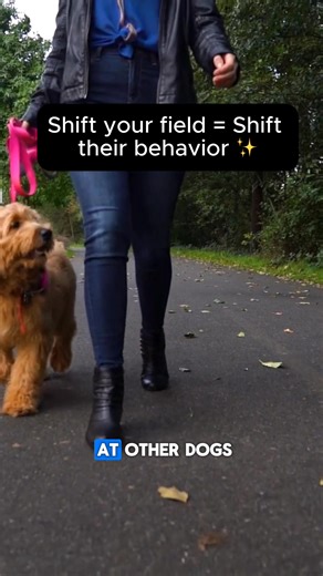 🛑 STOP. Don’t scroll if your pet is acting out right now. We need to talk about the biology of resentment and why your dog or cat is acting like a maniac when you’re "just fine." Here is the science: Your brain (specifically the amygdala) doesn't know the difference between a past boundary violation and a present one. If you are ruminating on what you should have said, your body is vibrating as if the fight is happening right now. Your pet feels that threat frequency and reacts to keep you safe