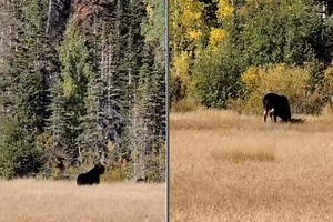 Watch: Bull Moose Charges Utah Hikers Who Interrupt Mating Attempt