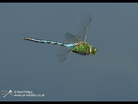 Emperor dragonfly in flight in slow motion