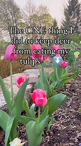 16K views · 460 reactions | Do you have problems with deer eating...