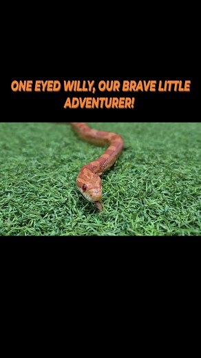 4 comments | ️ ONE EYED WILLY STRETCHING HIS LEGS 藍! ️ Watch our...