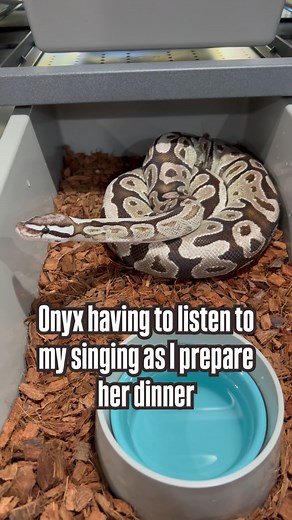 5.2K views · 419 reactions | She loves it when I sing to her #ballpython #royalpython #reptiles #reptilesofinstagram #reptile #snake #snakes #pets #pet #bloodpython #burmesepython #reticulatedpython #carpetpython #boaconstrictor #leopardgecko #crestedgecko #beardeddragon #animals #wildlife #bof #recessivegang #ballpythons #royalpythons #reels | BALLS of FURY | Facebook