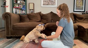Watch Introducing your Pup to a PupLid with Nicole Ellis, CPDT-KA on Amazon Live