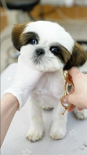 A 4-Month-Old Shih Tzu Puppy’s First Grooming… Those Eyes Will Melt You 🐶✨