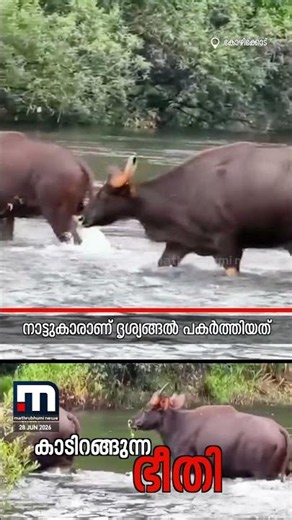 ജാനകിക്കാട് പുഴ മുറിച്ചുകടന്ന് ഒരു കൂട്ടം കാട്ടുപോത്തുകൾ; ജനവാസ മേഖലയിൽ ആശങ്ക | Kozhikode