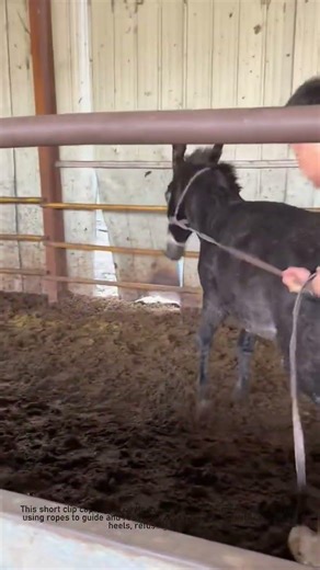 Donkey Rescue: Simple Trick to Save a Stubborn Animal