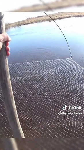 Fishing for Crucians with a Casting Net