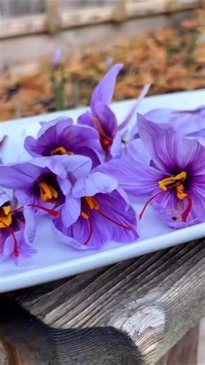 49K views · 464 reactions | “People think saffron is hard to grow…...