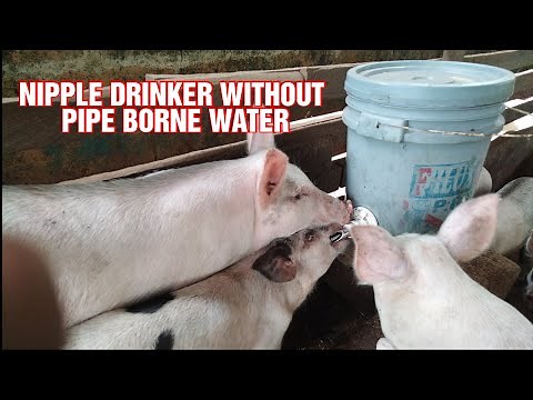 How to install nipple drinker for Pigs on a budget/ Cheapest way to provide clean water for Pigs.