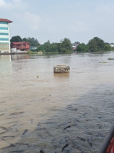 มาจากบ้านใคร😆#นํ้าท่วมอยุธยา #อยุธยา