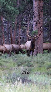 182K views · 10K reactions | Ignore the plane and you’ll hear some great cow elk vocalizations in this clip! #Photography #wildlife #nature #colorado #goodbull #elk #bullelk #cowelk #vocalization | Good Bull Outdoors | Facebook