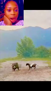 Funny Ram 😲😂🤣😹 #animalvideo #funnyanimal #animals #animallover #animation #Ram #pig #wildlife #animallife #everyonefollowers | Uchechukwu Indiana