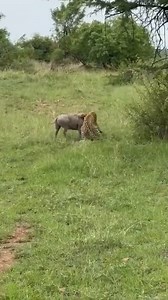 615K views · 8.5K reactions | The Leopard’s Lightning Strike — No Escape for the Warthog! ⚡ No second chances in the jungle! ⚡ One strike — and it’s all over.  #LeopardAttack #ViralReel #WildlifeMoments #NatureBeast #animal #wildlife #shorts #WildlifeReel #safari #leopard | Fyado fun | Facebook