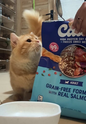 Rekomendasi Dry Food Kucing Terbaik & Murah