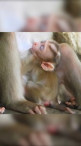 Your lovely monkey is here. | Monkey Magic